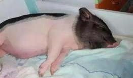 娱乐圈吃瓜爆料的小说小香猪推荐,小香猪带你揭秘幕后真相